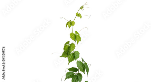 Green vine of virginia creeper plant isolated on transparent background