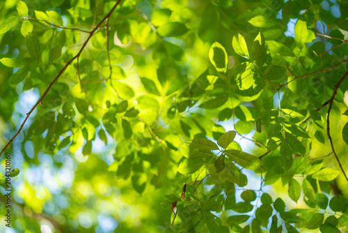 Beautiful  leaves in soft focus and tree blur background concept