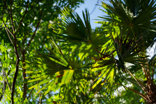 tree leaves natural leaves Tropical nature of the Asian tropics Natural leaf concept as background
