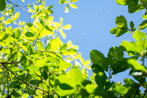 Beautiful  leaves in soft focus and tree blur background concept