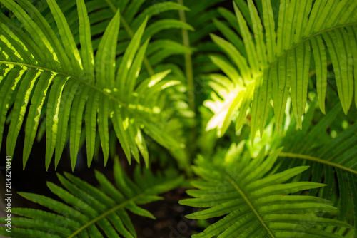 Bild auf Leinwand A green fern unravelling in nature on a wet and rainy afternoon
