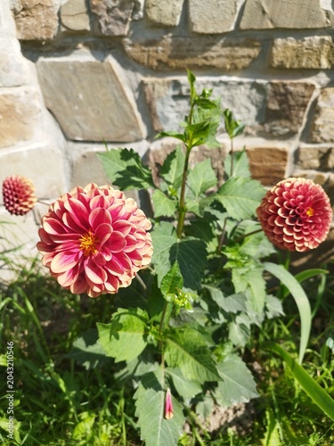 Stunning pink dahlia flower in full bloom on a sunny summer day