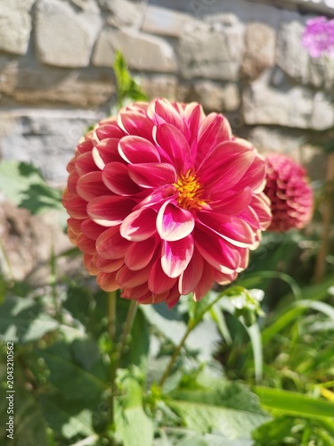 Vibrant homegrown dahlia plant flowering in a cottage backyard