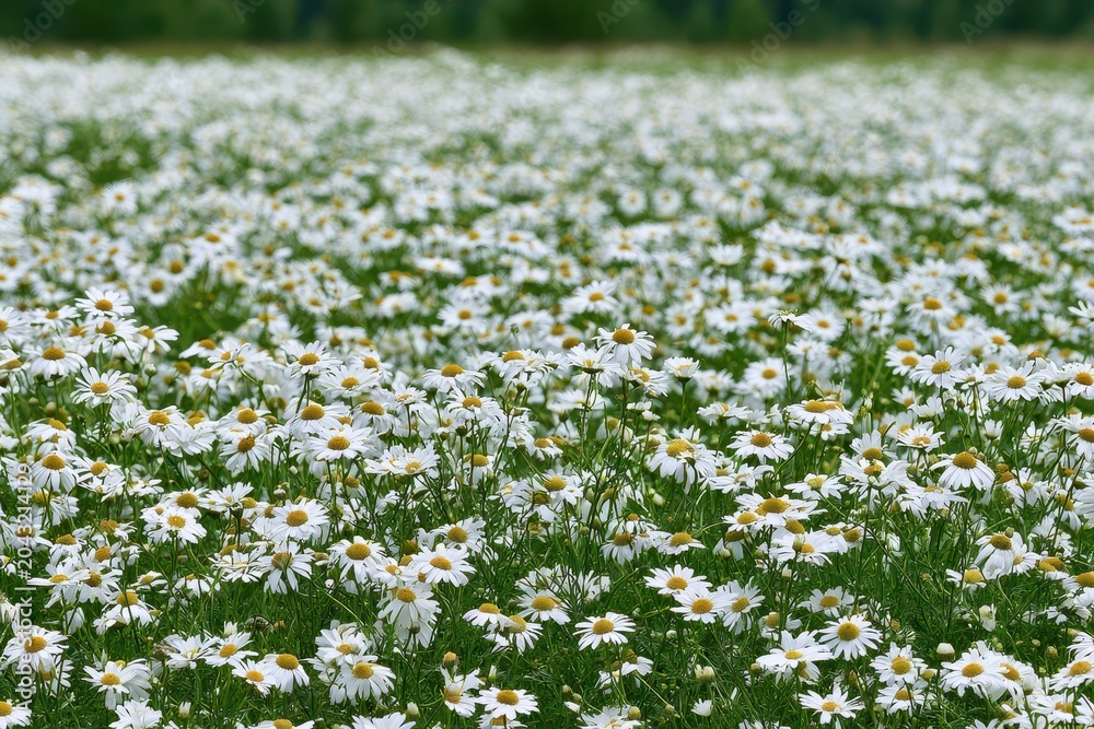 Fototapeta premium Vast field of blooming white daisies with green grass and blurred forest background, summer.