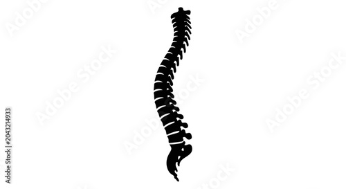 Foto Human Spine Silhouette Vector Illustration