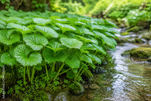 Roślina wasabi rosnąca przy czystym strumieniu w naturalnym zacienionym środowisku górskim.