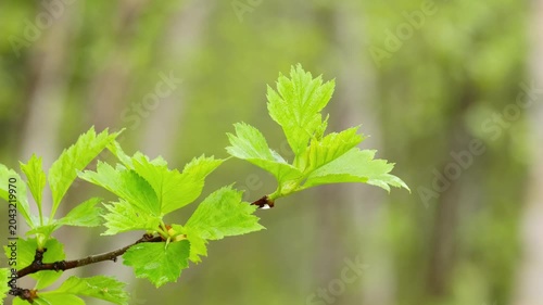 A branch with bright green leaves after the rain.
