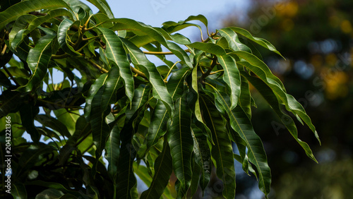 Cuadro en lienzo Mango tree leaves close up under the morning sun