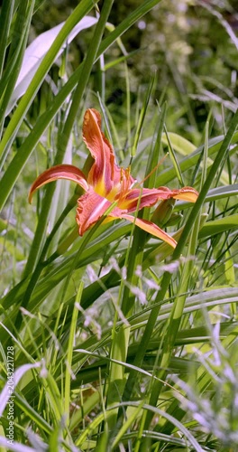 Spring colors and Day Lily (Hemerocallis), Auvergne, France.