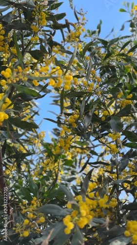 Bright yellow mimosa flowers with green leaves and blue sky background, symbolizing renewal