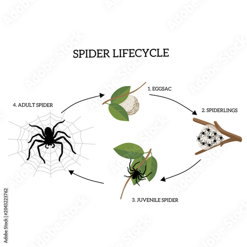 Spider life cycle infographic showing egg sac, spiderlings, juvenile spider, and adult spider connected with arrows. Educational biology illustration isolated on white background