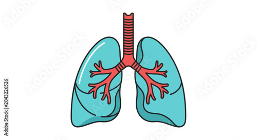 Foto Anatomy of human lungs and respiratory system illustration isolated on white