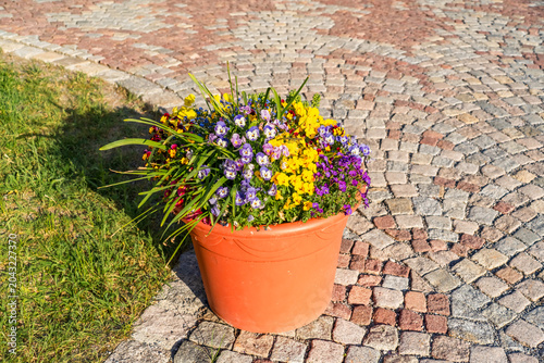Fotografie Bright seasonal flowers blooming in a terracotta planter placed on a cobblestone pavement