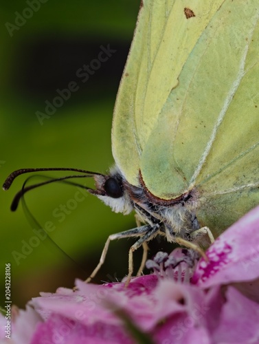 Картината върху платно Bright yellow brimstone butterfly resting on a soft pink flower petal in a sunny