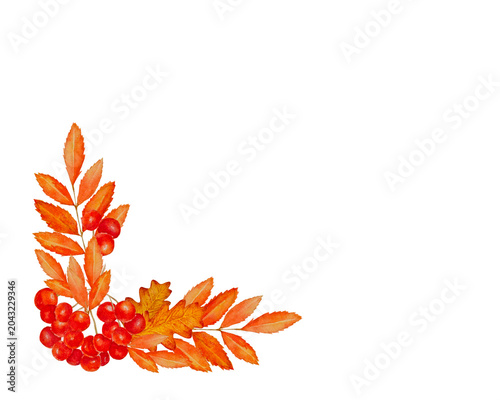 Autumn set rowan berry and leaves  corner frame copy space on white background