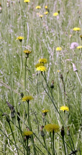 Spring colors and flowers, Auvergne, France.