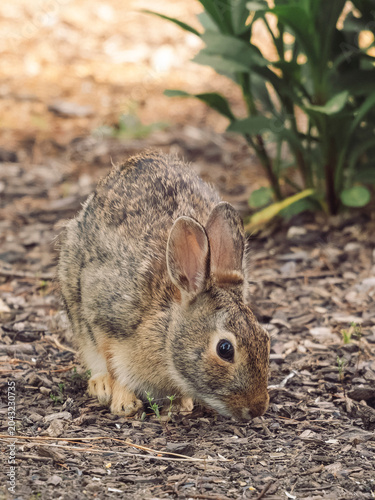 Foto An eastern cottontail rabbit sniffing the ground while foraging on natural wood