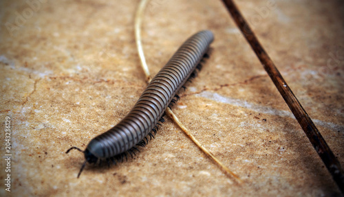 A worm slithering on the ground