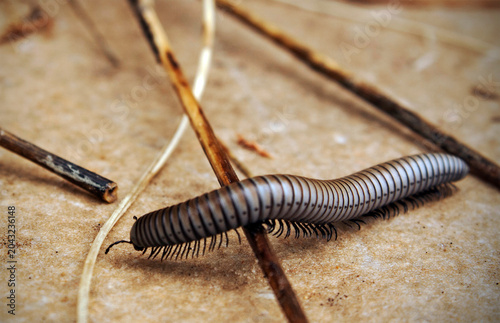 A worm slithering on the ground
