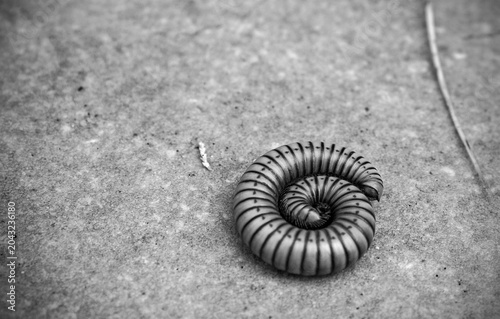 A worm slithering on the ground