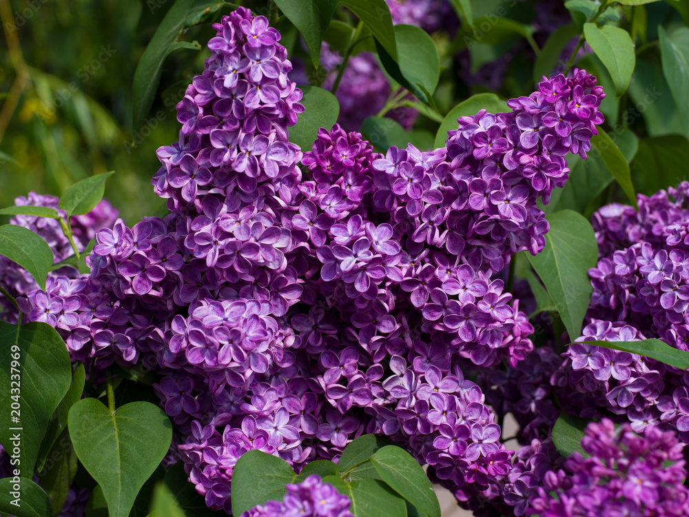 Fototapeta premium Purple lilac flowers in the spring garden close up