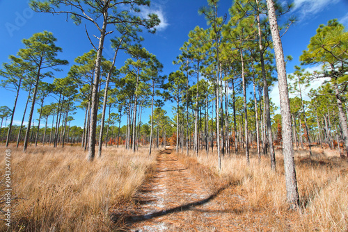 A sandy trail winds through a longleaf pine ecosystem in Croatan National Forest, where tall pines and native grasses thrive beneath a clear blue sky.
