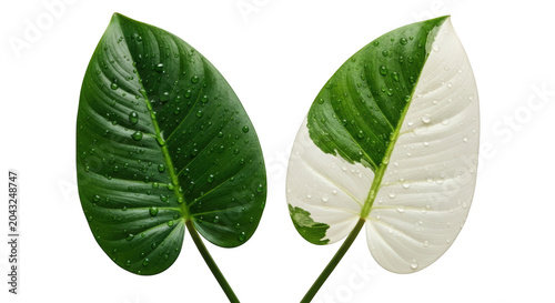 Two tropical leaves with water drops, one solid green and one variegated with white, isolated on transparent background