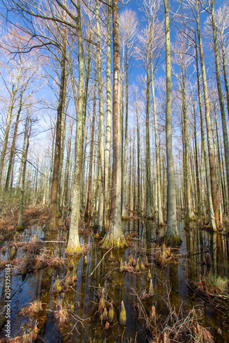 Flooded bald cypress forest with cypress knees and reflections in a quiet wetland near Lake Mattamuskeet, showcasing the natural beauty of coastal North Carolina.