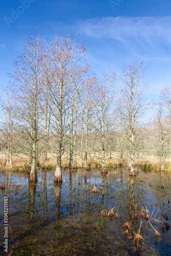 Leafless bald cypress trees stand in still wetland waters at Lake Mattamuskeet, their reflections mirrored beneath wispy clouds and a bright winter sky.