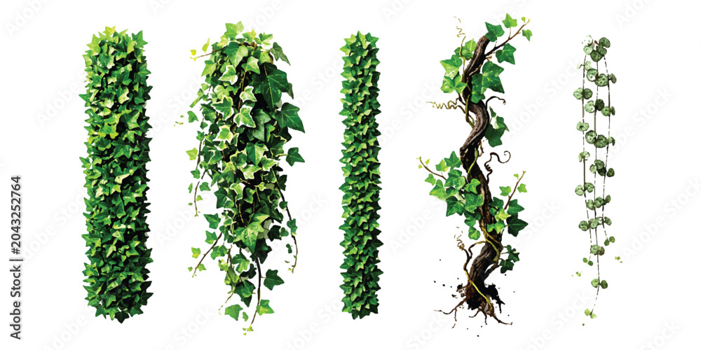 Obraz premium Set of green ivy vine plants and climbing leaf branches for garden design and decoration
