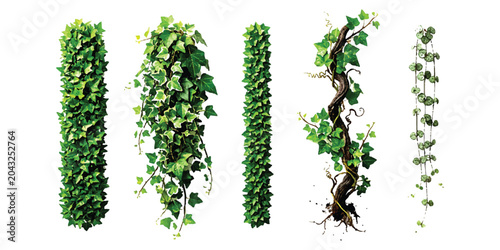 Set of green ivy vine plants and climbing leaf branches for garden design and decoration