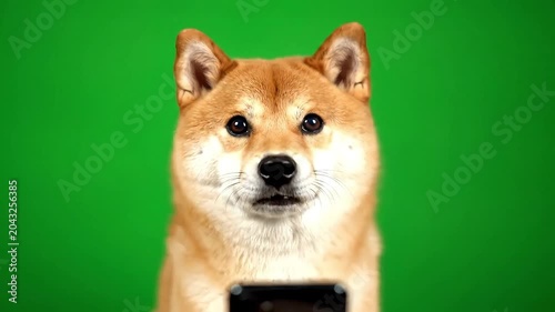 Curious Shiba Inu dog looking at smartphone screen with surprise