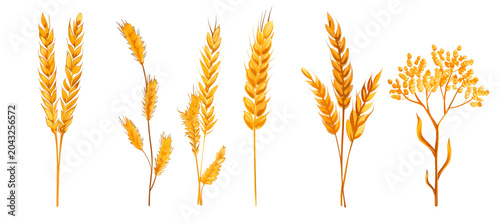 Different types of wheat and grain in yellow colors on a transparent background