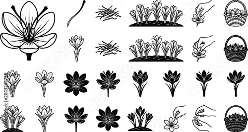 Canvastavla Saffron Crocus Flower and Harvest Line Art Icon Set with Harvesting Hands Basket
