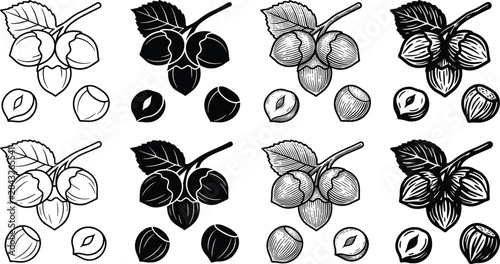 Photos Hazelnut Filbert Silhouette and Line Art Icon Set with Detailed Vintage Engravin