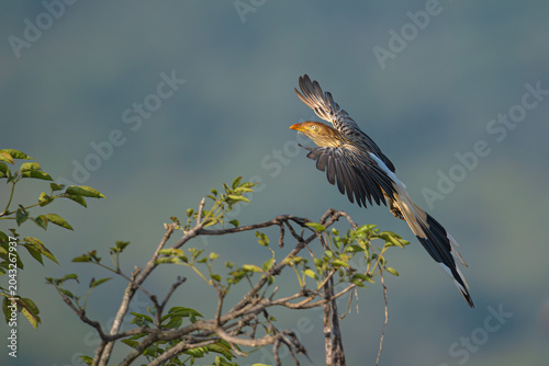 Guira cuckoo