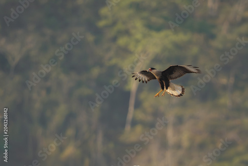 Crested Caracara
