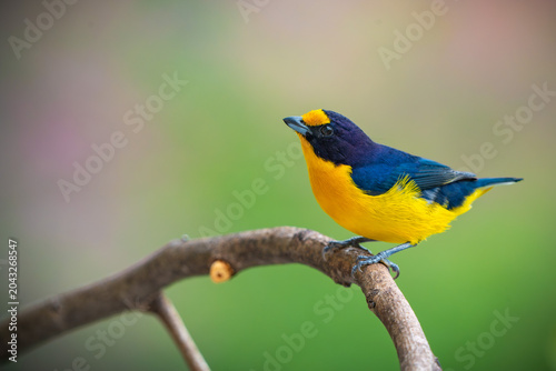 Violaceous Euphonia
