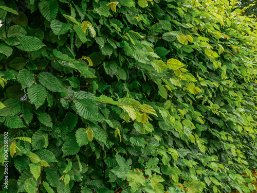Foto Buchenhecke