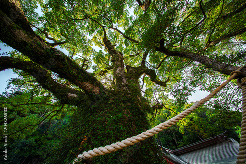 Low Angle View of Ancient Sacred Tree at Japanese Temple