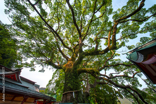 Ancient Sacred Tree Under Sunlight at Japanese Temple