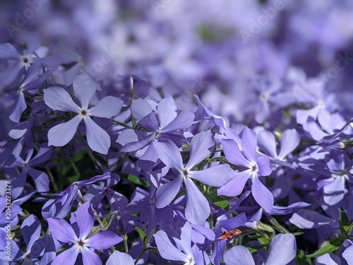 Phlox divaricata - wild sweet william - woodland phlox - wild blue phlox