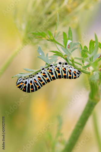 Fotografía Old World swallowtail caterpillar also common yellow swallowtail butterfly, Papi