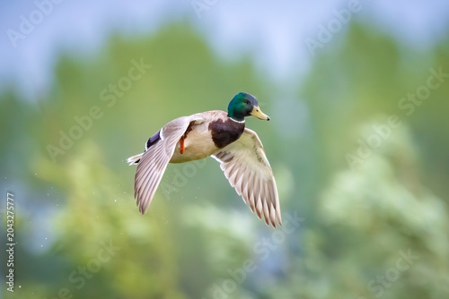 Konstfotografi Mallard dabling duck, Anas platyrhynchos, in flight