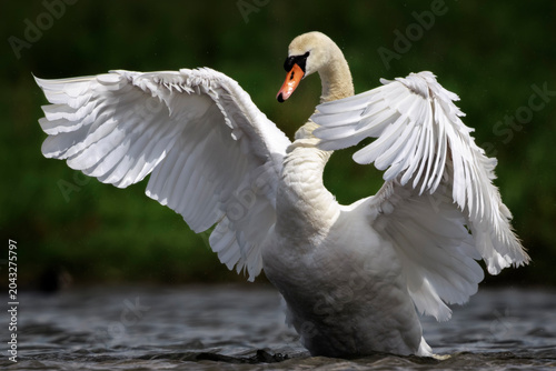 Foto Mute swan, Cygnus olor, swimming