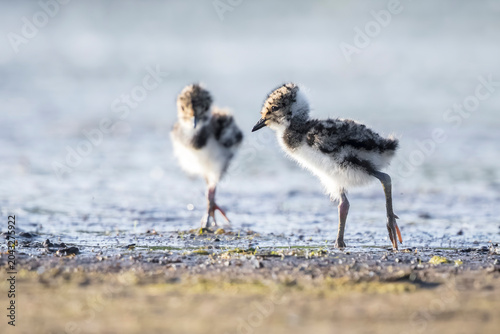 Принти на полотні Northern lapwing, Vanellus vanellus, baby wading bird in a meadow
