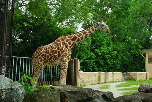 Canvas Print giraffe in zoo malaysia