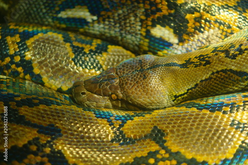 Photos python close up in malaysia