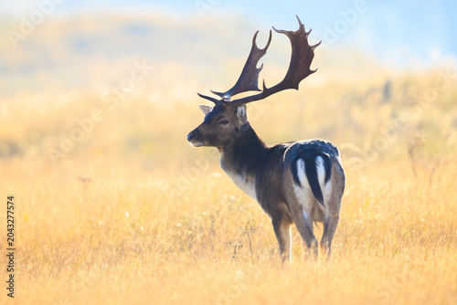 Fallow deer stag Dama Dama in a meadow