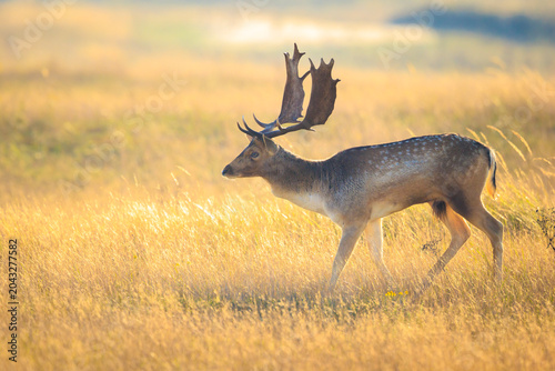 Fallow deer stag Dama Dama in a meadow